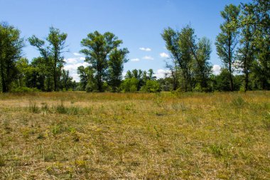 Yaz, yatay, yeşil ağaçlar, çayır ve mavi gökyüzü