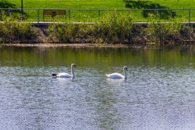 Beyaz kuğular Gölde yüzen çifti
