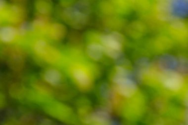 Yeşil doğal bulanık soyut arkaplan