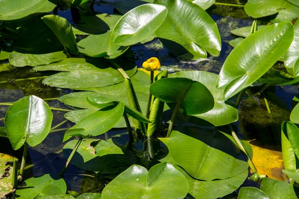 Flores Agua Amarilla Nuphar Lutea Lago — Foto de Stock