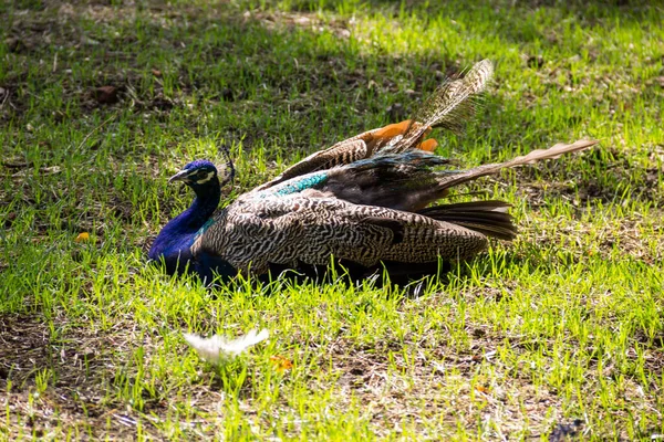 Indiai Peafowl Vagy Kék Peafowl Pavo Cristatus — Stock Fotó