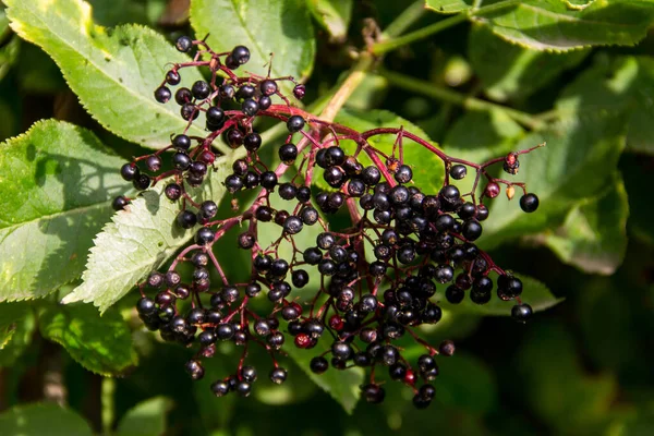 Černé Bezinky Ovoce Sambucus Nigra Close — Stock fotografie