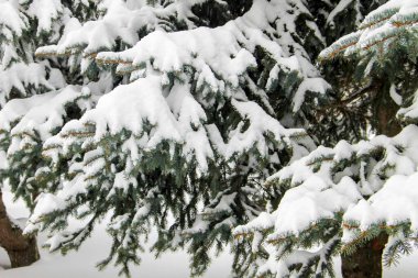 Karla kaplı ladin dalları