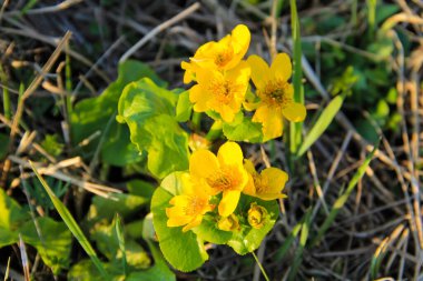 Çayır üzerinde Marigold (Caltha palustris)