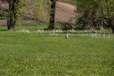 Beyaz Leylek (Ciconia ciconia) yeşil çayırda yürüyor