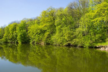 Yeşil Ormandaki Göl
