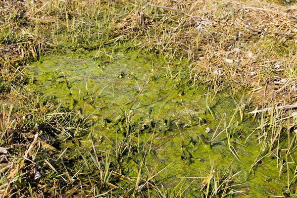 Marshland Algami Wodzie Stojącej — Zdjęcie stockowe