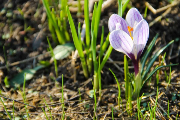 Lila Crocus Kora Tavasszal — Stock Fotó