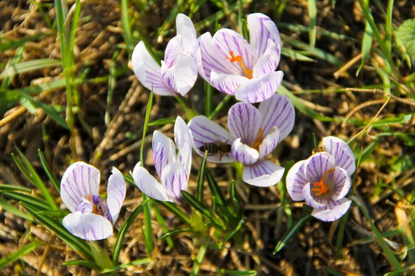 Lila Crocus Kora Tavasszal — Stock Fotó