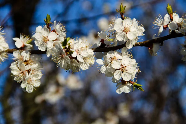 Detail Blossom Apricot Tree — Stock Photo, Image