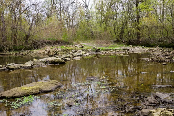 春の森の川 — ストック写真