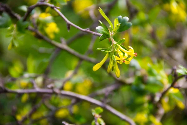 Flor Amarela Passa Corinto Jardim — Fotografia de Stock