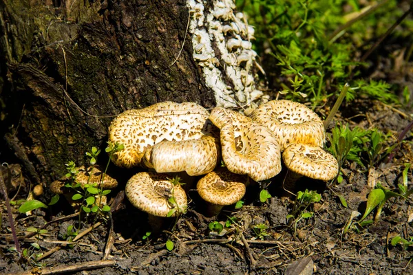 Cogumelos Uma Floresta — Fotografia de Stock
