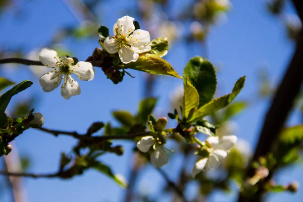 Detail Blossom Cherry Tree — Stock Photo, Image