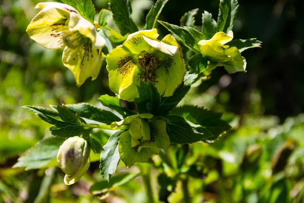 Πράσινο Ηλιοτρόπιο Λουλούδι Παρτέρι Στον Κήπο — Φωτογραφία Αρχείου