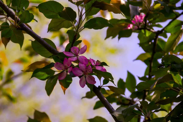 Crabe Rose Fleurit Sur Branche Arbre Printemps — Photo