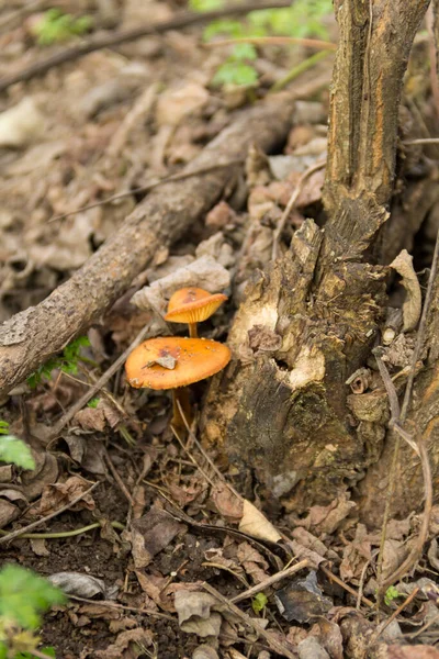 Miele Fungo Che Cresce Ceppo Nella Foresta — Foto Stock