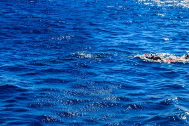 Kızıl Deniz, Mısır 'da yunuslarla şnorkelle yüzen bir grup insan