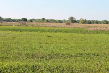 Spring landscape with green meadow