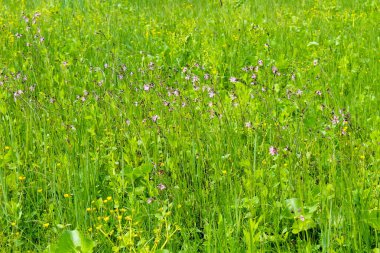 coronaria flos-cuculi (lychnis flos-cuculi) çiçekler