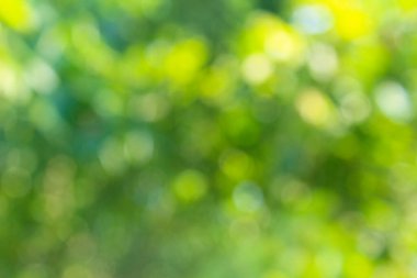 Yeşil bulanık soyut arkaplan