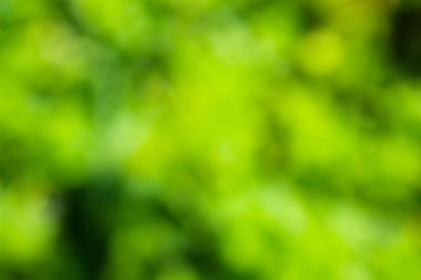 Yeşil bulanık soyut arkaplan