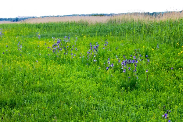 Meadow Wild Iris Flowers — Stock Photo, Image