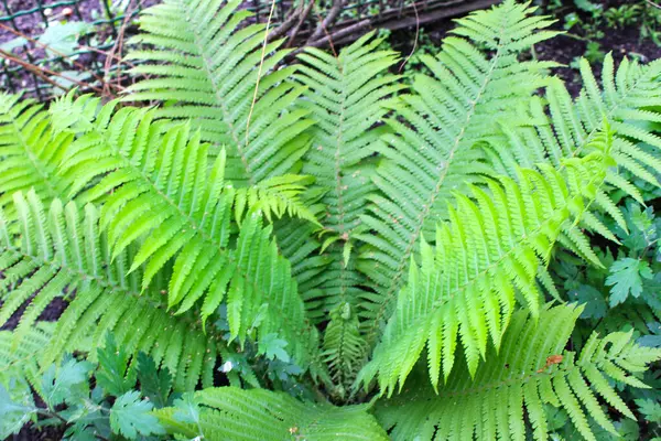 Plantas Verdes Helecho —  Fotos de Stock