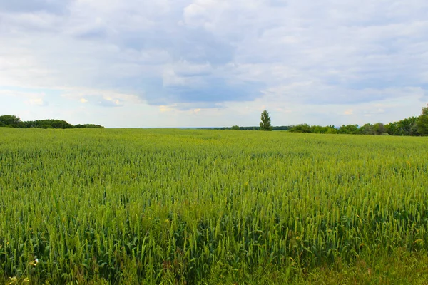 Feld Aus Grünem Weizen — Stockfoto