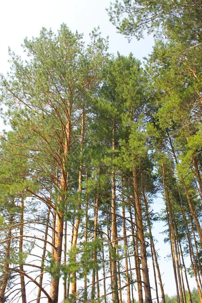 Vista Floresta Coníferas — Fotografia de Stock