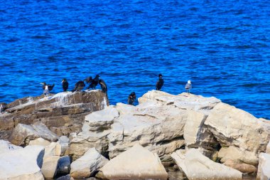 Büyük karabatak sürüsü (Phalacrocorax carbo) deniz kenarındaki taşların üzerinde