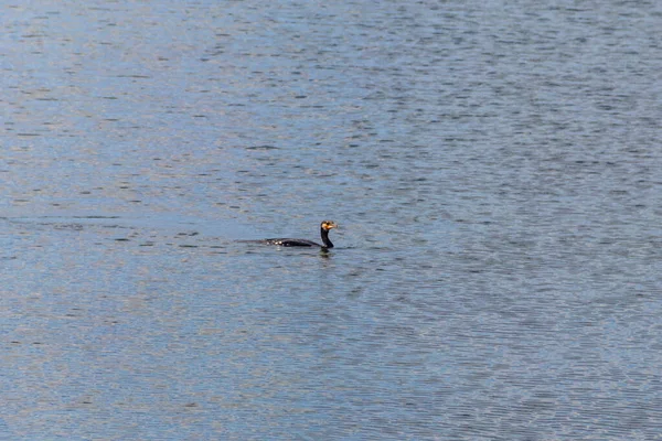 Grande Corvo Marinho Phalacrocorax Carbo Nadando Mar — Fotografia de Stock