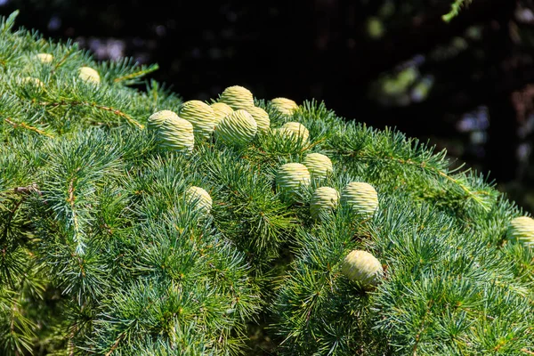 Unga Kottar Som Växer Gren Cedar Tree Cedrus Libani Cedar — Stockfoto