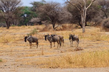 Tarangire Ulusal Parkı, Tanzanya 'da mavi antilop sürüsü (Connochaetes taurinus)