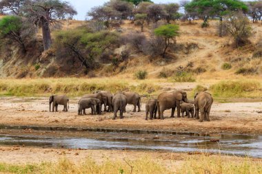 Tarangire Ulusal Parkı, Tanzanya 'daki Tarangire Nehri' nde Afrika filleri sürüsü