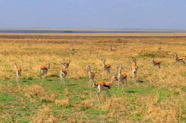 Tanzanya 'daki Serengeti Ulusal Parkı' nda Thomson ceylanı sürüsü (Eudorcas thomsonii). Afrika 'nın vahşi yaşamı