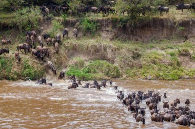Serengeti Ulusal Parkı, Tanzanya 'daki Mara Nehri' ni geçen antiloplar. Büyük göç