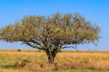 Serengeti Milli Parkı, Tanzanya 'da Sosis Ağacı (Kigelia africana)
