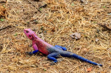 Erkek mwanza düz başlı kaya agama (Agama mwanzae) ya da yerdeki Örümcek Adam agaması Tanzanya 'daki Serengeti Ulusal Parkı' nda