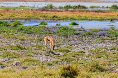 Tanzanya 'daki Ngorongoro Krateri Ulusal Parkı' nda Thomson ceylanı (Eudorcas thomsonii). Afrika 'nın vahşi yaşamı