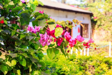 Bahçede çiçek açan güzel begonviller