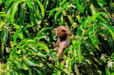 Zeytin babunu (Papio anubis), Tanzanya 'daki Manyara Gölü Ulusal Parkı' ndaki bir ağaçta bulunan Anubis babunu olarak da bilinir.