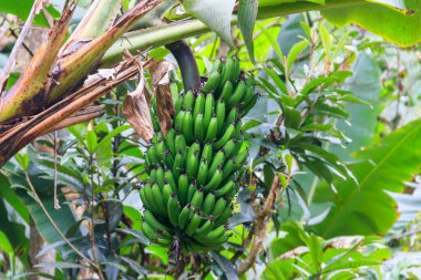 Muz ağacında yetişen bir grup yeşil muz