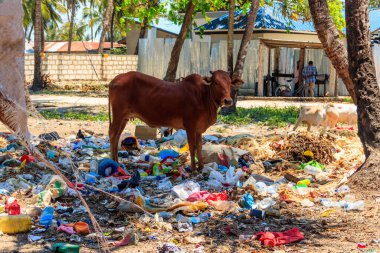Zebu sığırları çöp yığınının içinde duruyor. Zanzibar, Tanzanya