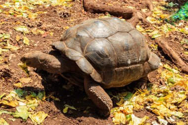 Aldabra dev kaplumbağası Tanzanya 'daki Zanzibar Adası' nda.