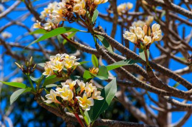 Güzel çiçek açan Plumeria ağacı, Frangipani ve Tapınak ağacı olarak da bilinir.