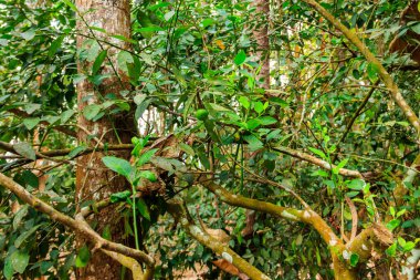 Bahçede yeşil kireç ağacı