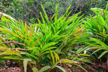 Baharat çiftliğinde büyüyen kakule ya da kardamon bitkisi.