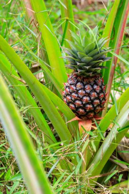 Bahçede olgunlaşmamış meyveli ananas bitkisi