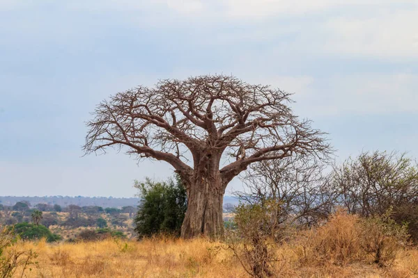 タンザニアのタランジェ国立公園にある乾燥アフリカのバオバブ Adansonia Digata — ストック写真
